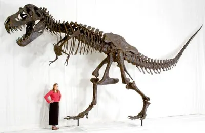 T. rex Replica Skeleton