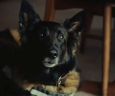 K-9INE! (Short Film)
